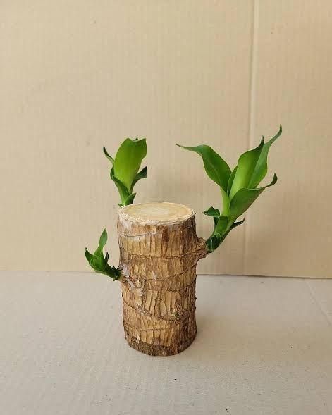 🔥 Brazilian Lucky Wood Mini Home Plant Decorations🔥
