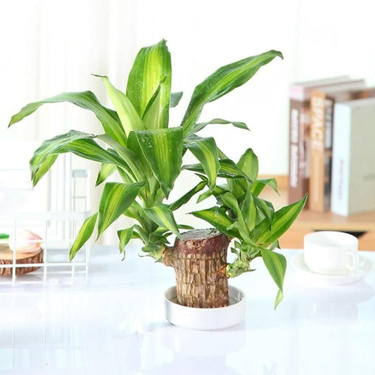 🔥 Brazilian Lucky Wood Mini Home Plant Decorations🔥