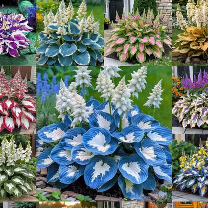 Shade-Tolerant and Cold-Hardy Hosta Flowers Seeds