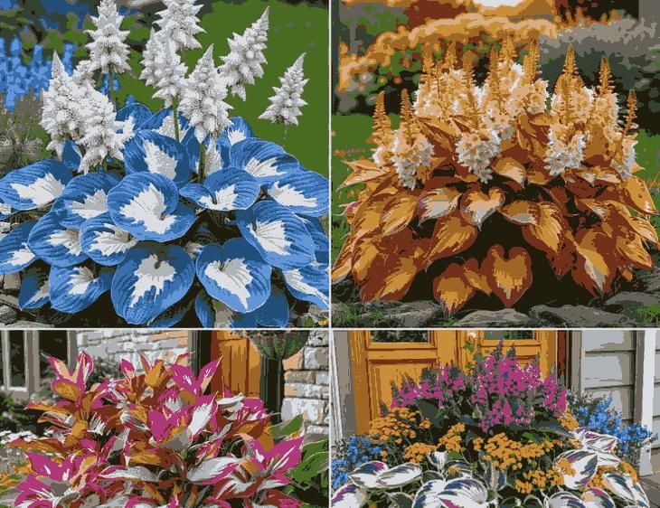 Shade-Tolerant and Cold-Hardy Hosta Flowers Seeds